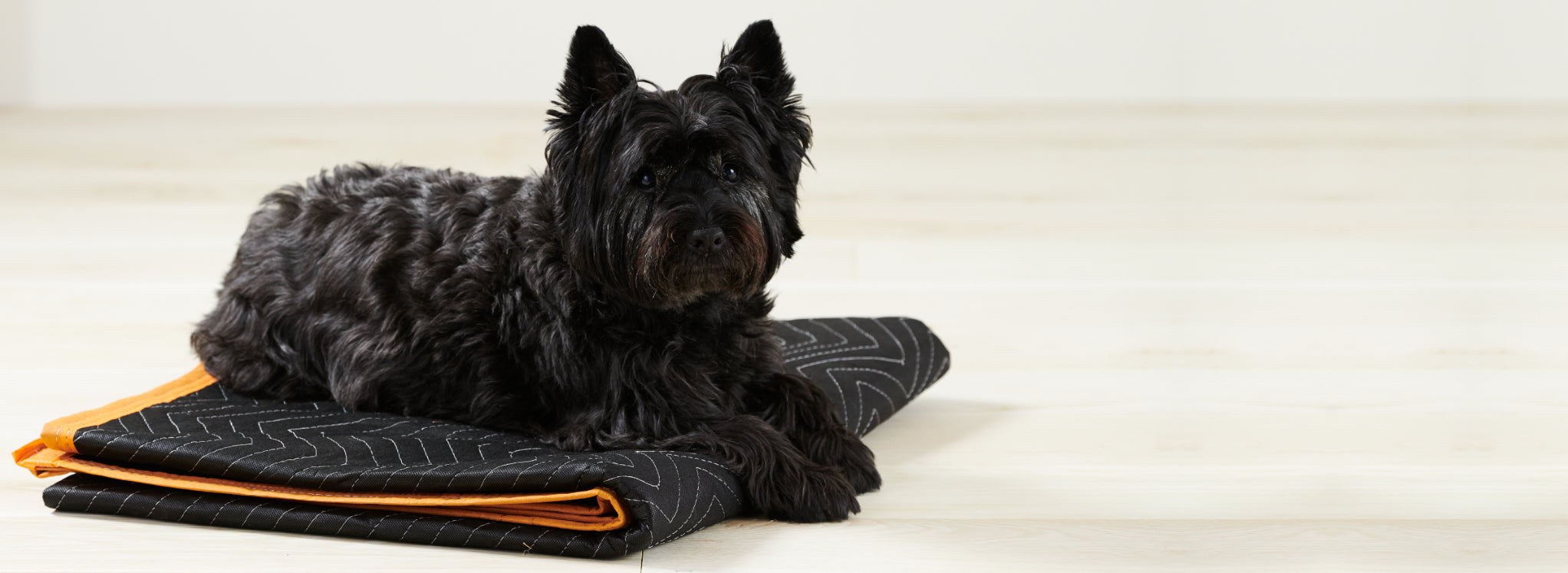 Rabbet's favorite mascot, a dog, chilling out on a packing blanket, similar to the blankets used by Rabbet to pack their tables.