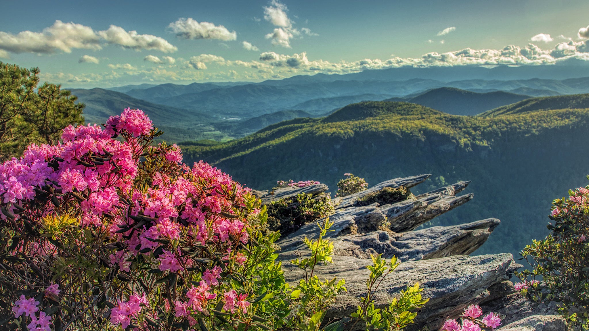image from the top oh Hawk's Bill with a pink rhododendron 